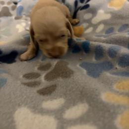 Krile - Cream female Dachshund puppy in Conroe, Texas from R&M Dachshunds