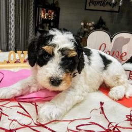 Cedar - Tri-color male Bernedoodle puppy in Forest, Ohio from Mini Doodle Buddies