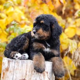 Talia - Phantom female Bernedoodle puppy in Spokane, Washington from Lilac City Doodles