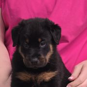 Beauceron Puppies from Oakland Beaucerons