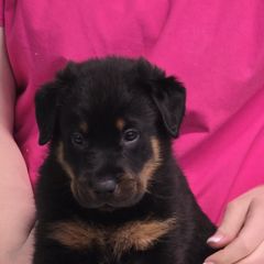 Beauceron Puppies from Oakland Beaucerons