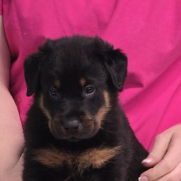 Beauceron Puppies from Oakland Beaucerons