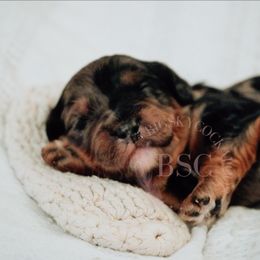 Red collar - Merle male Cockapoo puppy in Missoula, Montana from Big Sky Cockapoos
