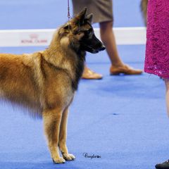 Belgian Sheepdogs and Belgian Tervuren from Ozma Belgians
