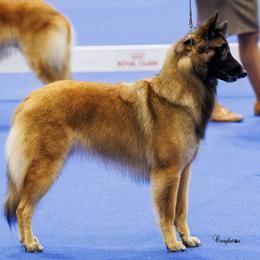 Belgian Sheepdogs and Belgian Tervuren from Ozma Belgians