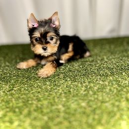 Pink Collar - Black and tan Yorkshire Terrier puppy in San Jose, California from Precious Yorkies