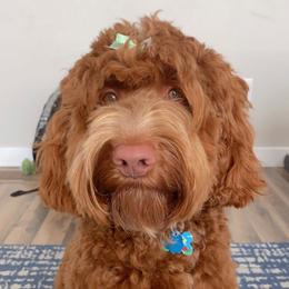 Ginger - Australian Labradoodle