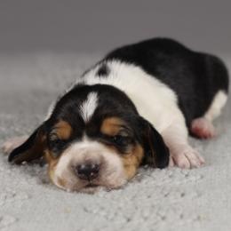 Girl 2 - Black tan and white female Basset Hound puppy in Idaho from Welcome Home Bassets