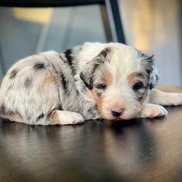 Ruby - Blue merle female Miniature Australian Shepherd puppy in St.James, Missouri from Vineyard Ridge Mini Aussies