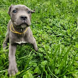 Esmeralda - Gray female Cane Corso puppy in Roachdale, Indiana from Cast Iron Kennels