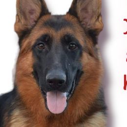 Vixon - German Shepherd