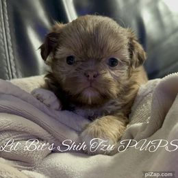 Vivi - Liver female Shih Tzu puppy in Walkertown, North Carolina from Lil’ Bit’s Shih Tzu