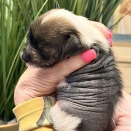 Chinese Crested puppies from Chinese Checkers Chinese Cresteds