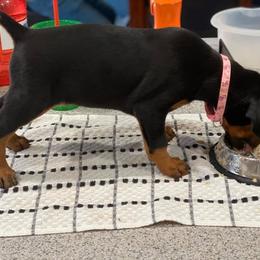 Doberman Pinscher Puppies from Jensen Dobermans