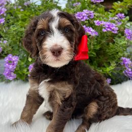 Gunther - Tri-color male Bernedoodle puppy in The Woodlands, Texas from Gracie's Goldendoodles and Bernedoodles