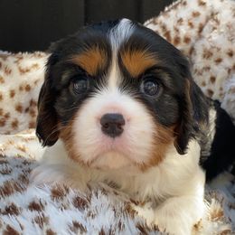 Juneau - Tri-color male Cavalier King Charles Spaniel puppy in Broxton, Georgia from Cavalier & Co.