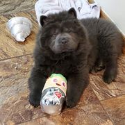 Chow Chow Puppies from Darling Chows