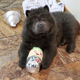 Chow Chow Puppies from Darling Chows