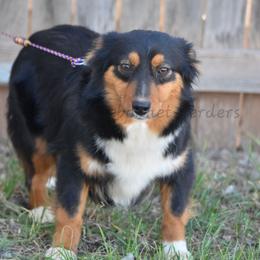 Eris - Black tri female Miniature American Shepherd puppy in Lubbock, Texas from Texas Bluebonnet Herders