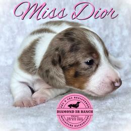 MISS DIOR - Dapple female Dachshund puppy in Columbia, Louisiana from Diamond 5R Ranch AKC & CKC Miniature Dachshunds