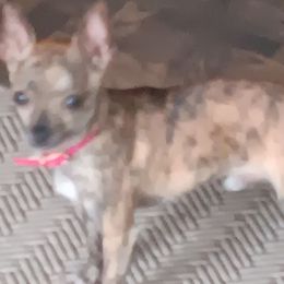 Tigger - Chihuahua