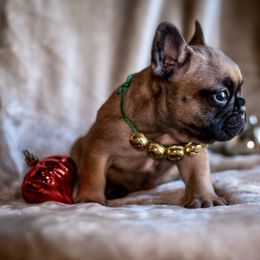 Red Boy - Fawn French Bulldog puppy in La Grange, California from Top Hat Ranch