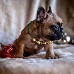 Red Boy - Fawn French Bulldog puppy in La Grange, California from Top Hat Ranch