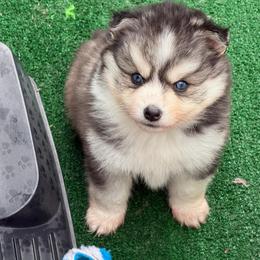 Cashew - Black and white male Pomsky puppy in Eastman, Georgia from Once Upon A Pomsky
