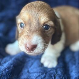 Cheddar - Cream male Dachshund puppy in Lincoln, California from ForeversEdge Doxies