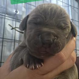 Green Collar Boy - Blue male Great Dane puppy in Longview, Texas from Lazy A Danes