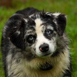 Stormy - Australian Shepherd