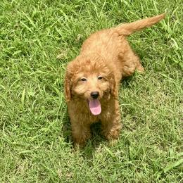 Flounder - Red  male Goldendoodle puppy in Bells, Texas from Partridge Doodles and Poodles