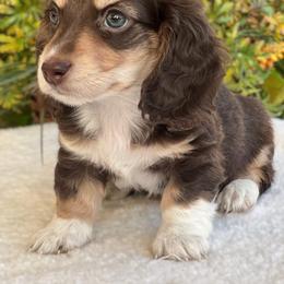 Dachshund Puppies from River Run Dachshunds