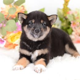 Taya - Black and tan female Shiba Inu puppy in Neosho, Missouri from Sunny Terrace Shibas