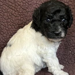 Girl 6 - Parti Goldendoodle puppy in Christiana, Tennessee from Rechlicz Family Doodles