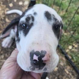 HARLEQUIN MALE - Harlequin male Great Dane puppy in Hickman, Kentucky from Tidal Wave Danes