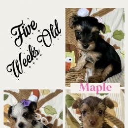 Yorkshire Terrier Puppies from Vanessa Alvarez