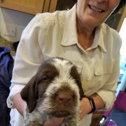 Spinone Italiano Puppies from Stella Del Nord Spinoni Italiani