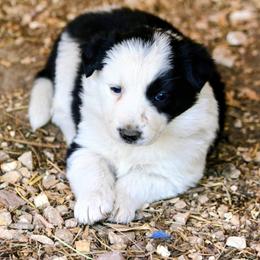 Joan - Black and white female Border Collie puppy in Custer, South Dakota from Pinpoint Border Collies