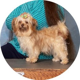 Chiklet - Russian Tsvetnaya Bolonka