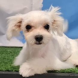 Callie - Maltese