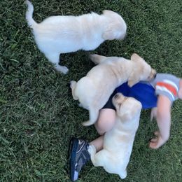 Labrador Retriever Puppies from Caddo Meadow’s Labrador Retrievers