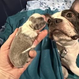 Blue - Blue male Boston Terrier puppy in Monroe, Washington from Nordkyn Boston Terriers