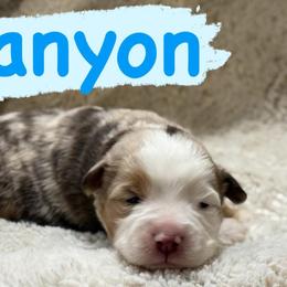 Canyon - Red merle male Miniature Australian Shepherd puppy in South Central, Pennsylvania from Windy Hills Mini Aussies & Doodles