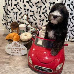 Bean - Black and chalk male Australian Labradoodle puppy in Orange, California from Little Kingdom Doodles