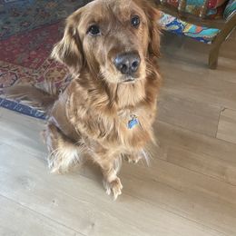 Golden Retriever All Grown Up from GLAD's Goldens