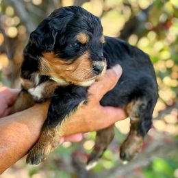 Female Three, Black Phantom Tri - Black phantom female Aussiedoodle puppy in Parma, Idaho from Arena Valley Acres