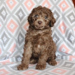 Opie genetically clear - Brown Poodle puppy in Morgan County, West Virginia from 'Capon Cuties