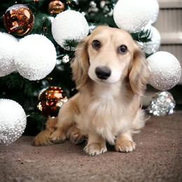 James - Dachshund