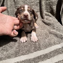 Boy 2 - Chocolate male Catahoula Leopard Dog puppy in Palestine, Texas from Hidden Creek Catahoulas